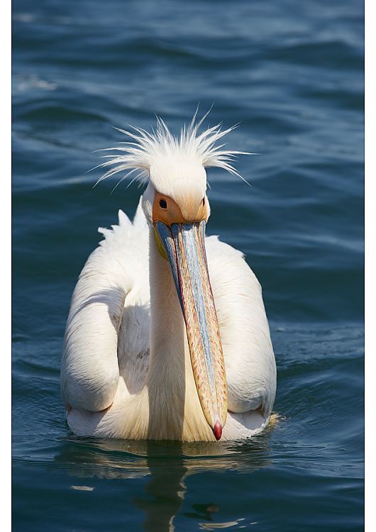 Great White Pelican (Pelecanus onocrotalus)