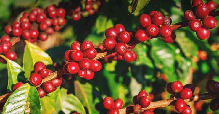CoffeeBerries