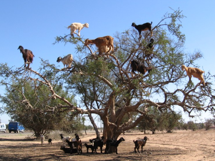GoatsTree