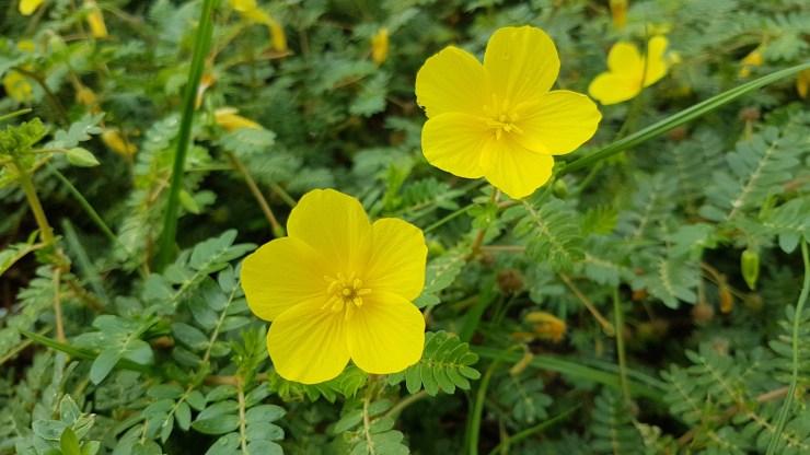 Tribulus1