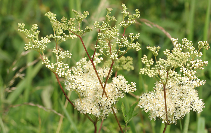 Meadowsweet