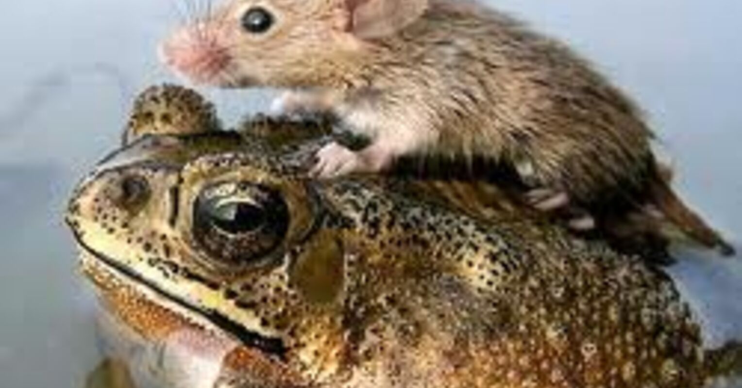 Can Animals Be Altruistic? – naturetails